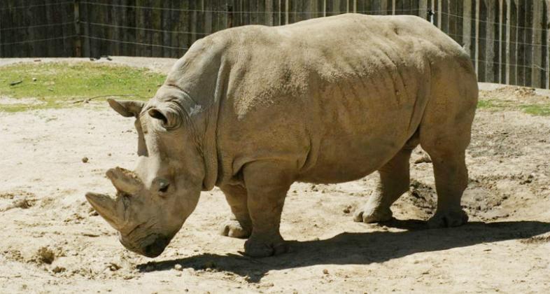 Apoyo a la protección del rinoceronte con Save the Rhino