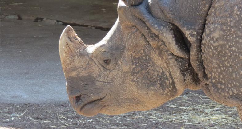 Los Zoos de Europa y Save the Rhino trabajan juntos para salvar a los rinocerontes