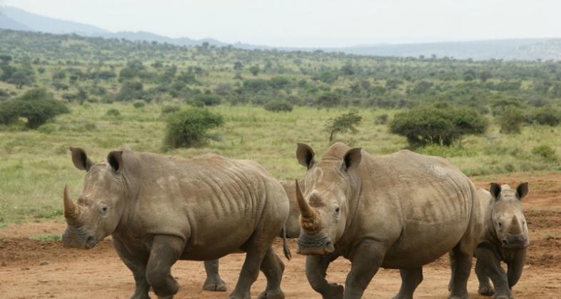 Celebramos el Día Mundial del rinoceronte, una especie en peligro crítico