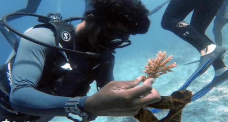 Colaboramos en un proyecto de restauración del arrecife de coral en las Maldivas