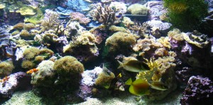 Nuevo acuario de corales duros en el Zoo