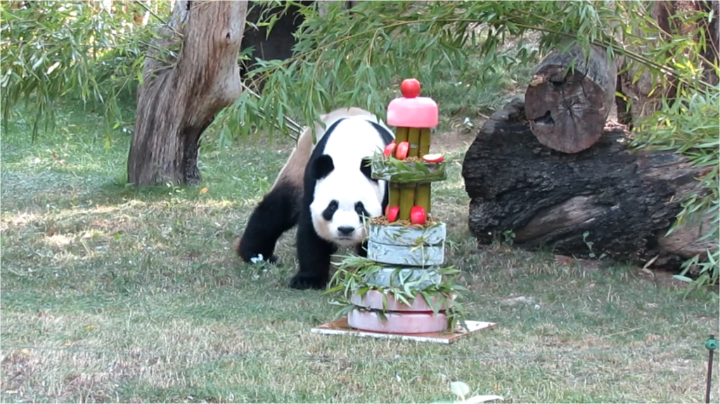 Así fue el cumpleaños Panda