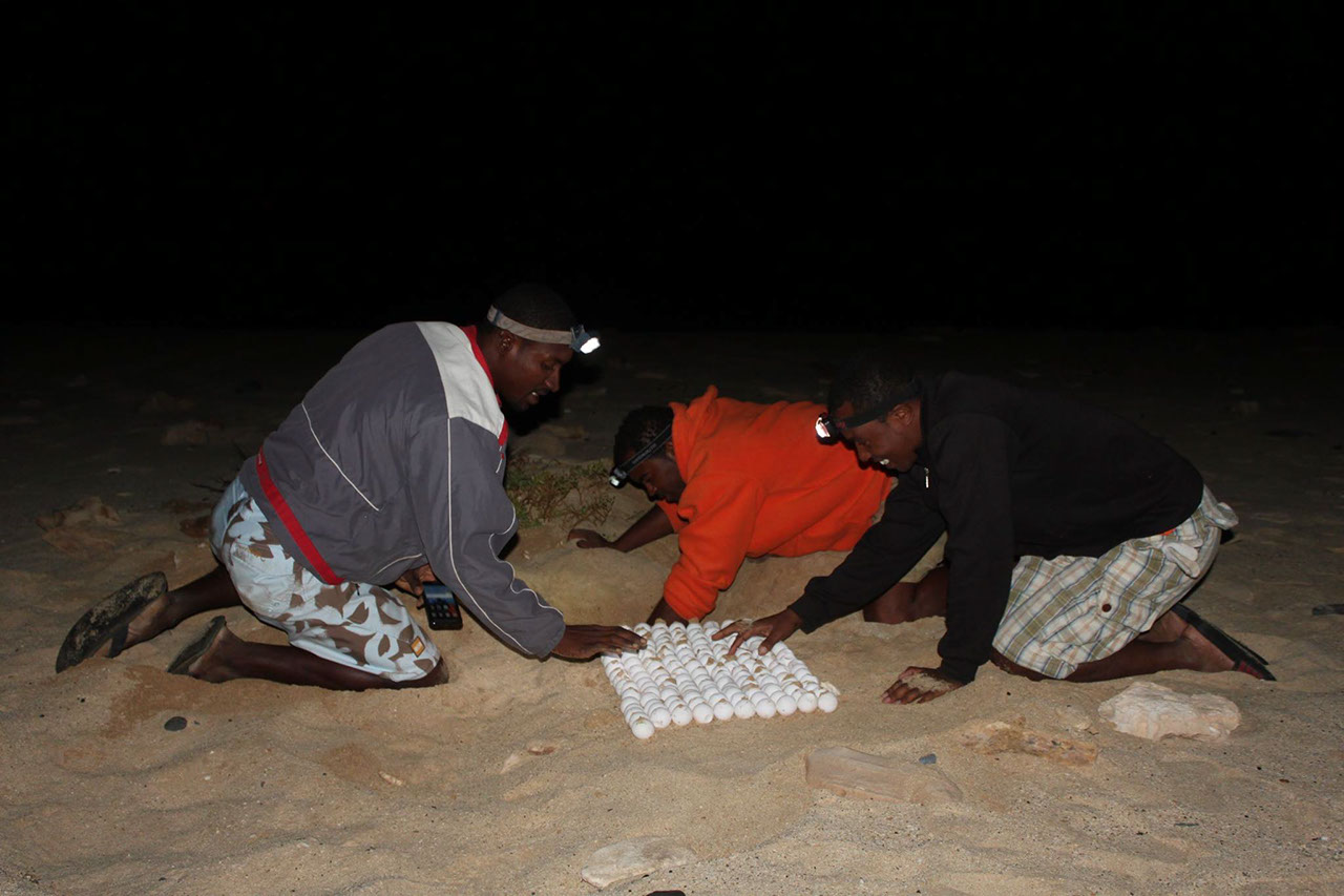 Únete al programa de voluntariado de protección de la tortuga Caretta caretta en Cabo Verde