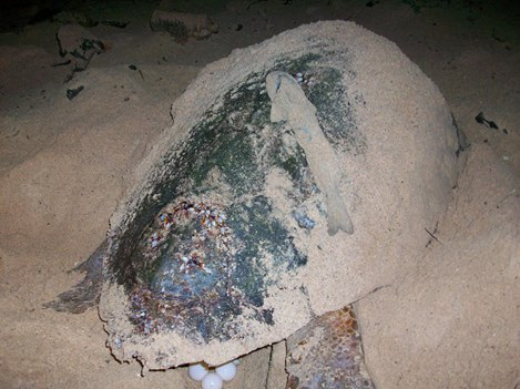 Programa de Voluntariado de la Tortuga Caretta caretta en Cabo Verde