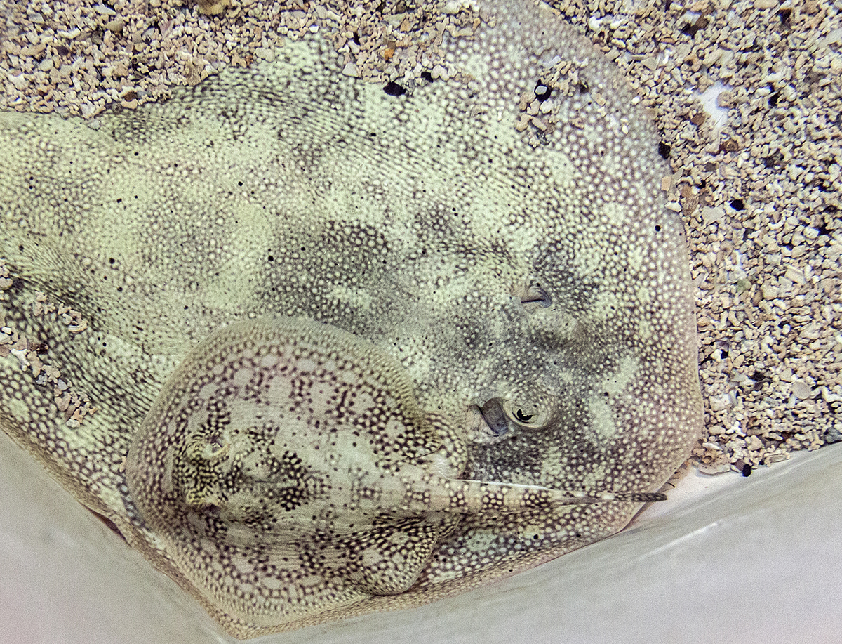 Cría de la Raya Pintada en el Aquarium del Zoo de Madrid