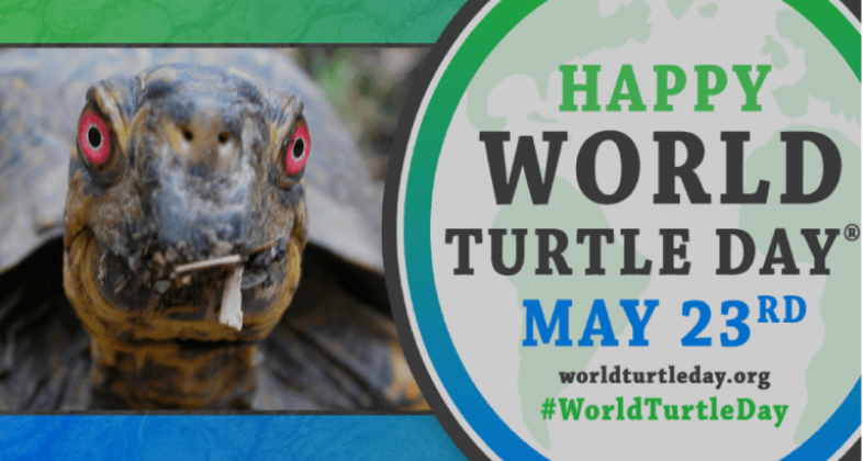 Zoo Aquarium Madrid en defensa de las tortugas en su día mundial