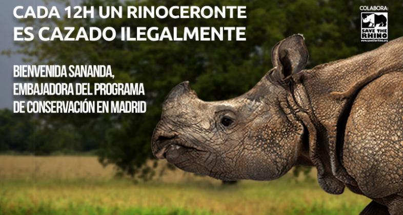 Conoce a Sananda, embajadora del programa de conservación de rinoceronte indio en Madrid