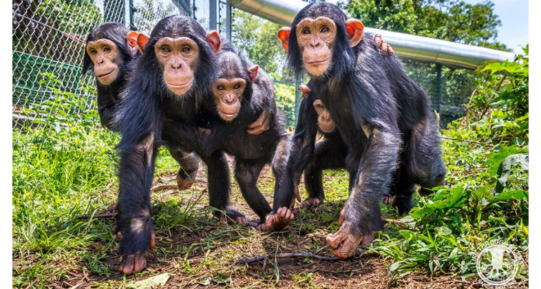 Zoo Aquarium de Madrid celebra el Día internacional del Primate con la presencia de la ONG SOS Primates