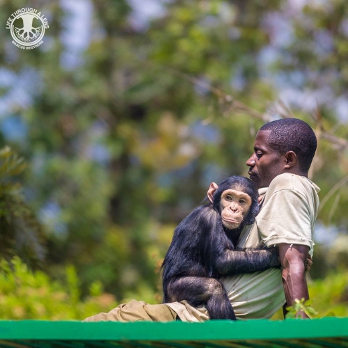 SOS Primates. Imagen de Marcus Westberg