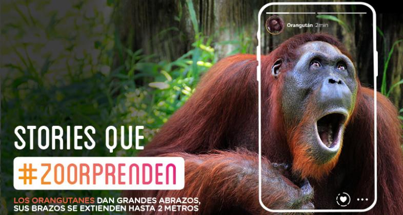 Este invierno, captura tus Stories que Zoorprenden