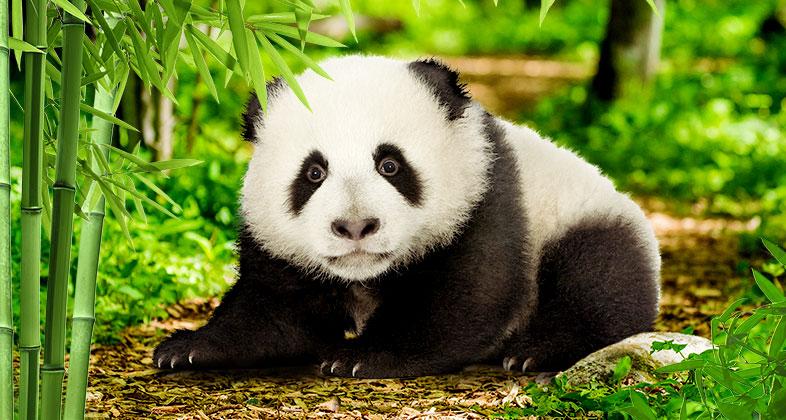 Esta Semana Santa, conoce a Chulina, la pequeña panda de Zoo