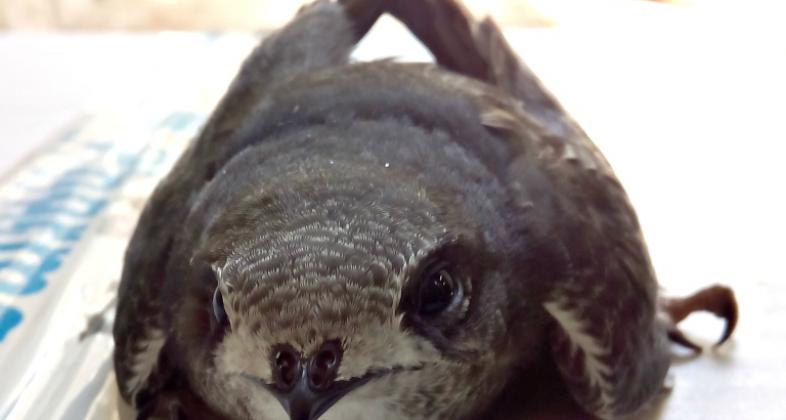 ¡Hace mucho calor!... también para los pájaros