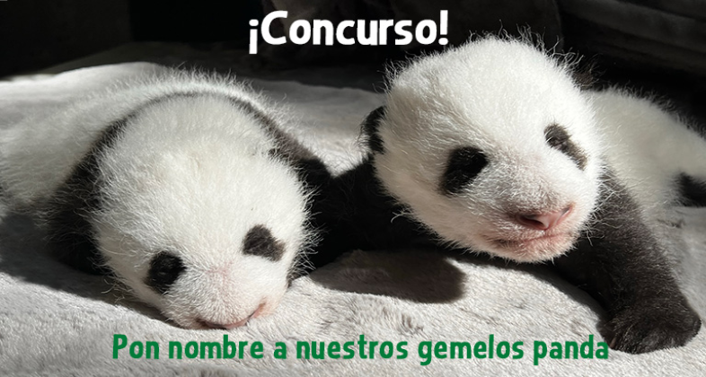 ¡Pon nombre a nuestros gemelos panda y gana una entrada doble!