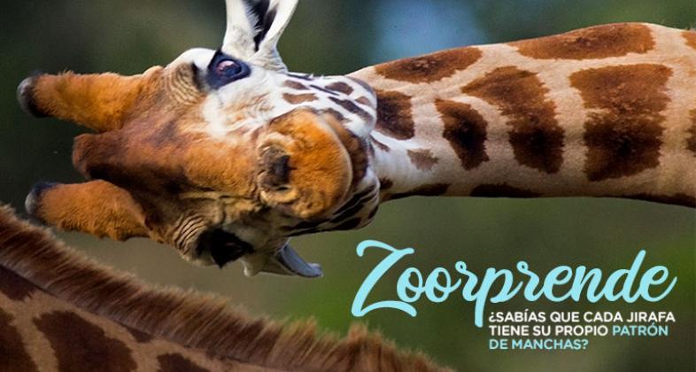 Recomendaciones para visitar Zoo Aquarium de Madrid esta Semana Santa