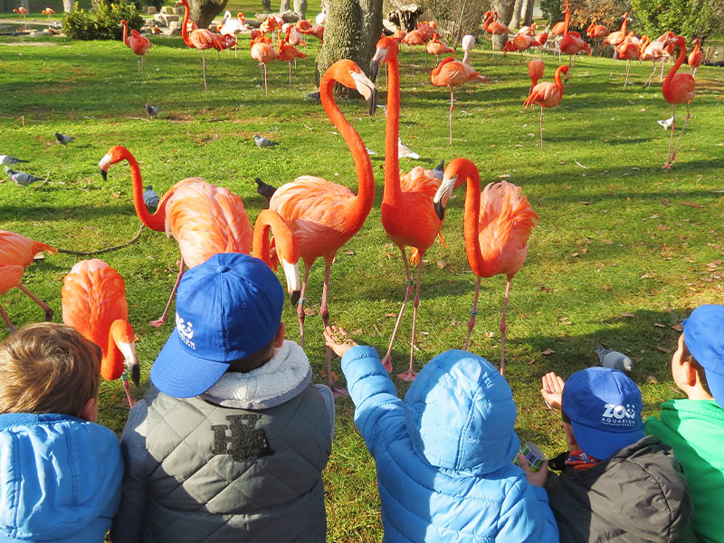 A partir del 22 de diciembre, vive la ilusión de la Navidad en los campamentos de Zoo Aquarium de Madrid