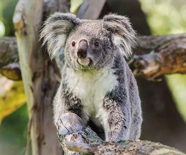 Koala