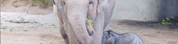 Buba, la cría de elefante asiático de Zoo Aquarium de Madrid celebra su primer cumpleaños