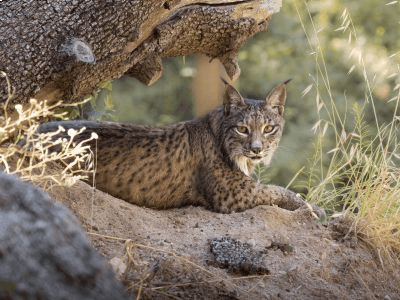 Conservación de especies ibéricas