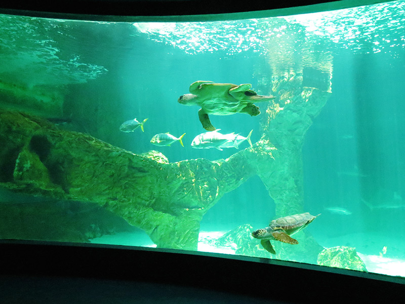 Monetair snap Ontwapening Aquarium, el acuario de Madrid | Zoo Aquarium Madrid
