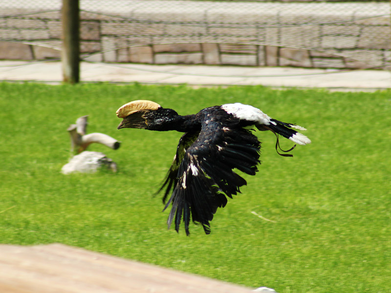 bird show at the madrid zoo