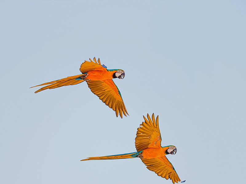 Actividad educativa de aves exóticas