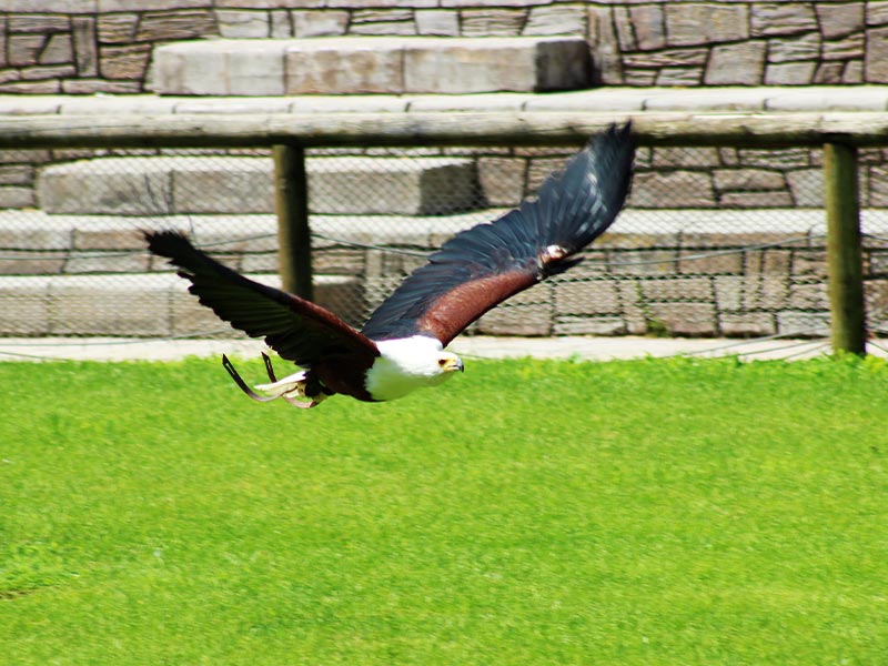 birds of prey madrid zoo shoq