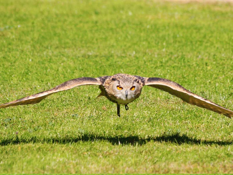 Actividad educativa de aves rapaces