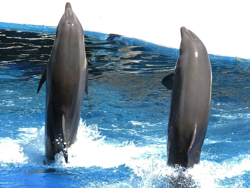 dolphin show at the madird zoo