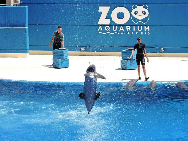 Actividad educativa de delfines