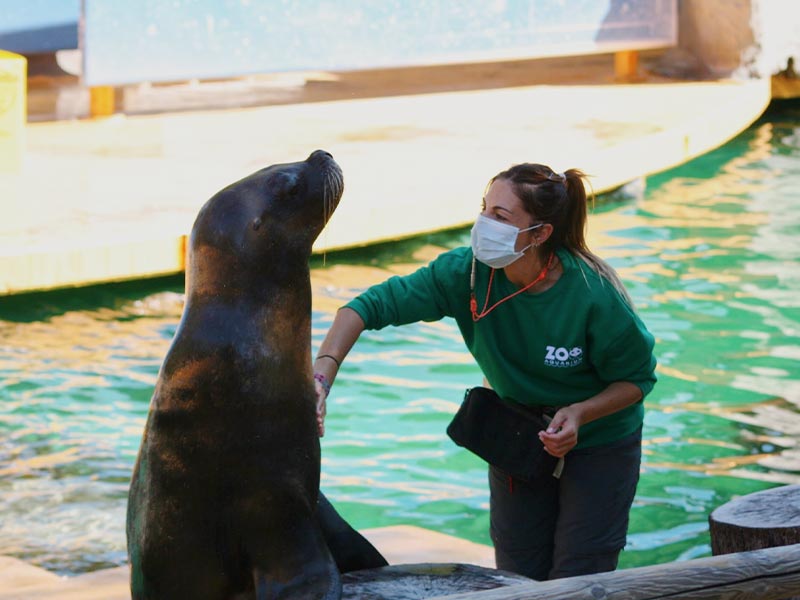 Actividad educativa de leones marinos | Zoo Aquarium Madrid