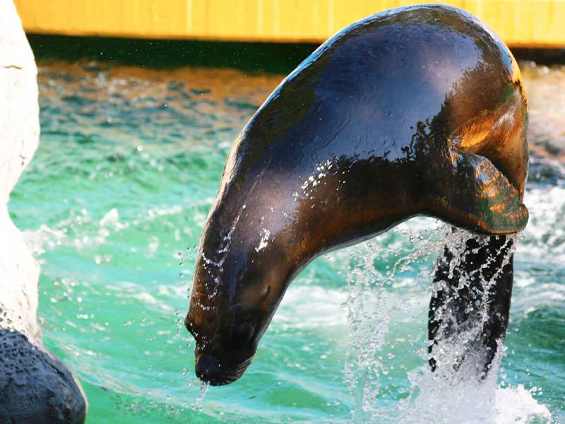 Sea lion educational activity