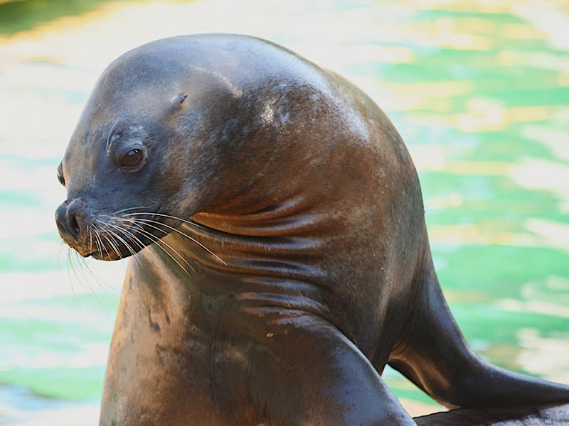 Actividad educativa de leones marinos | Zoo Aquarium Madrid