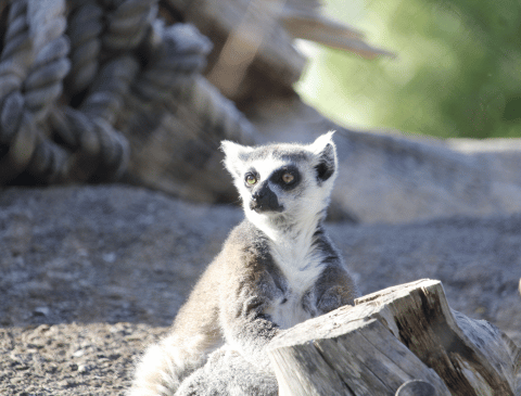 Zoo Aquarium de Madrid mes de Perú