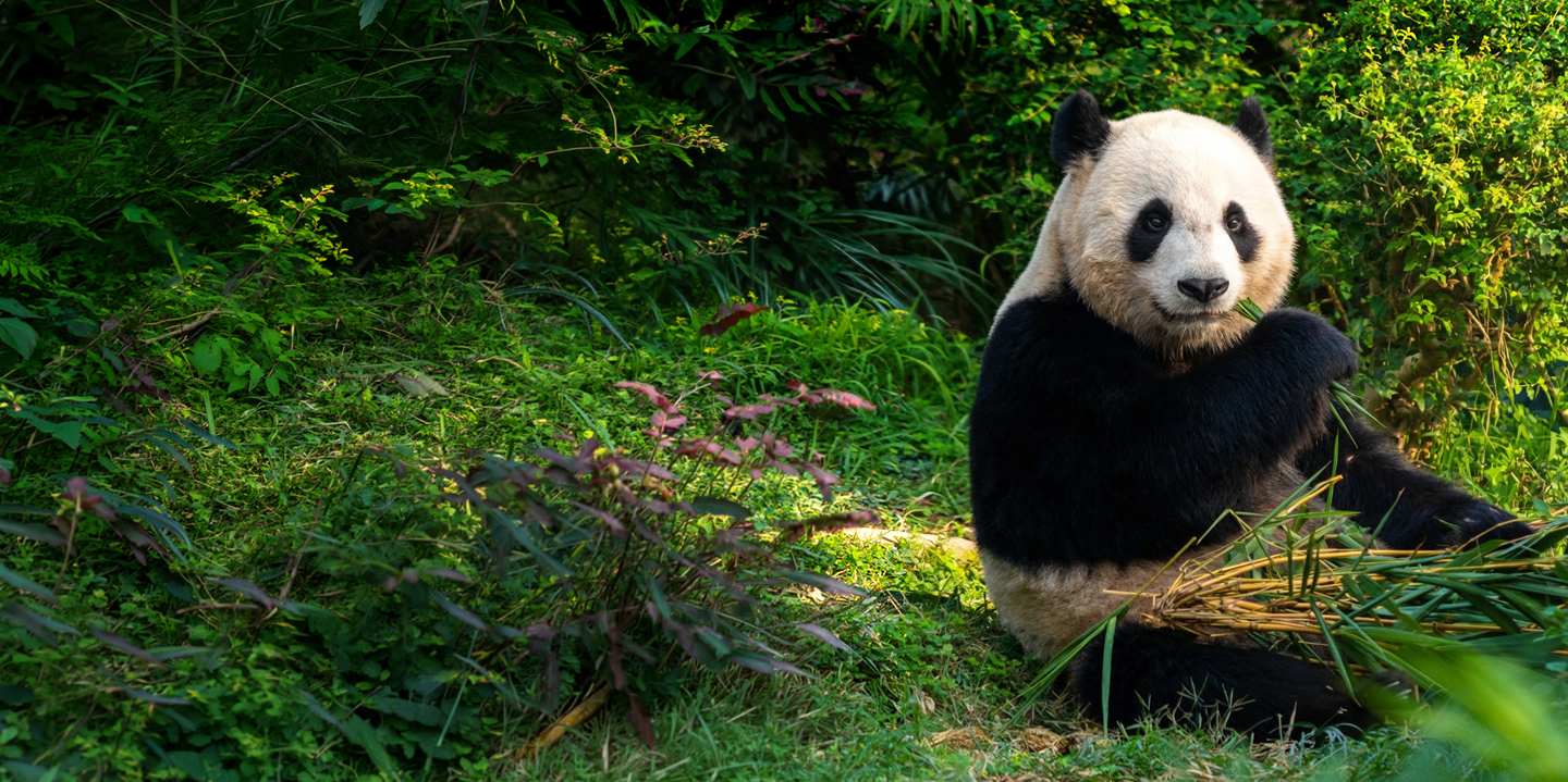 Año nuevo Chino Zoo Aquarium Madrid