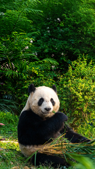 Año nuevo Chino Zoo Aquarium Madrid