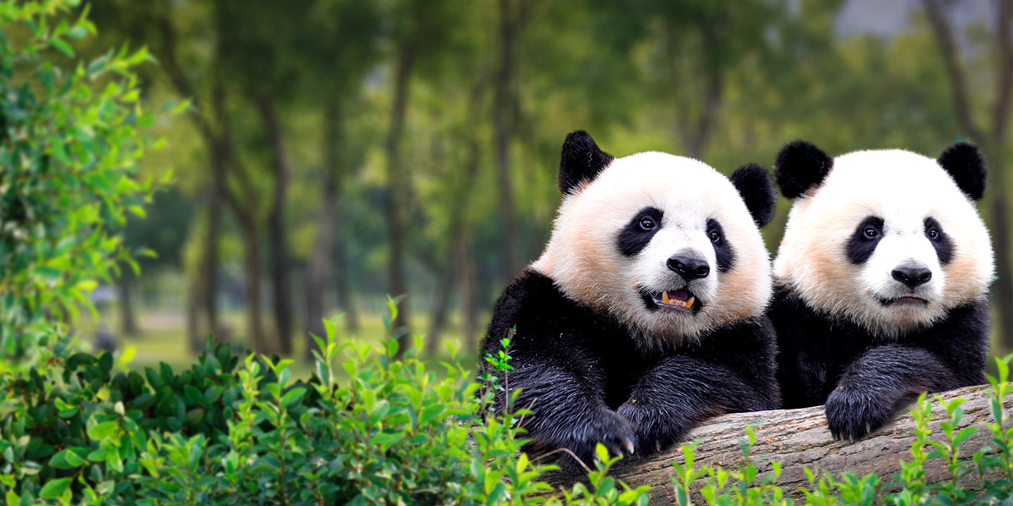 Talleres "La casa del panda en Zoo"