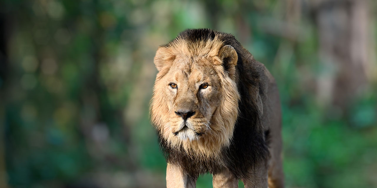 Ven a Zoo Madrid