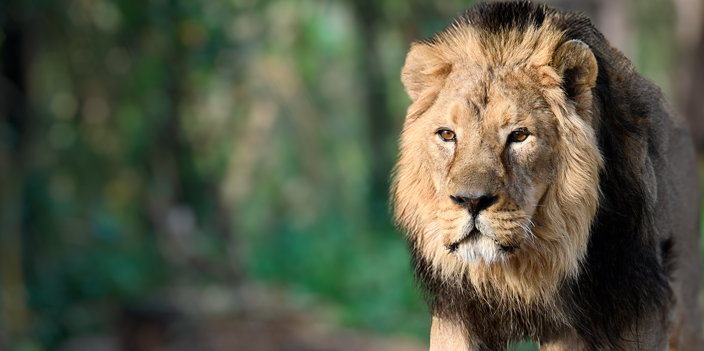 Ven a Zoo Madrid