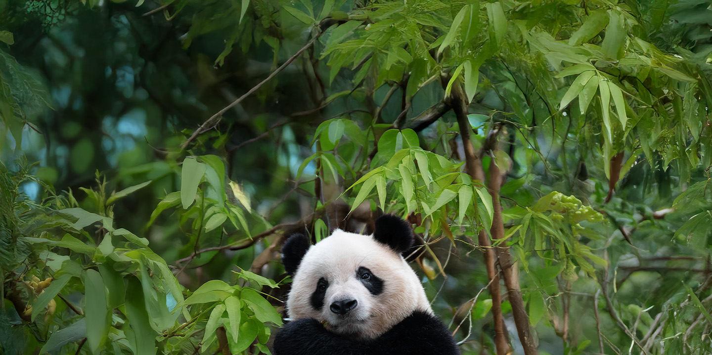 Ven a Zoo Madrid