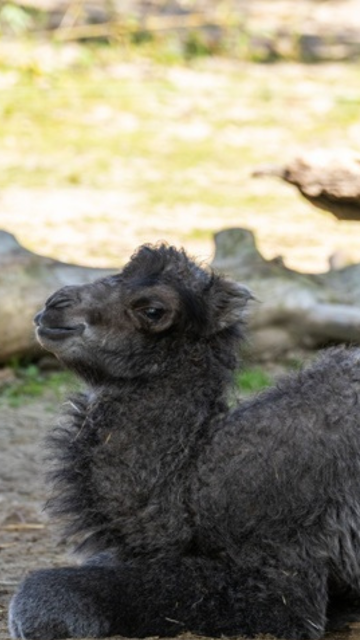Semana Santa en Zoo Madrid