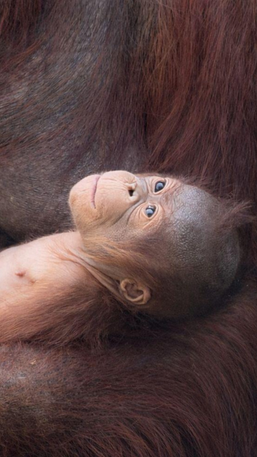 Primavera en Zoo Madrid