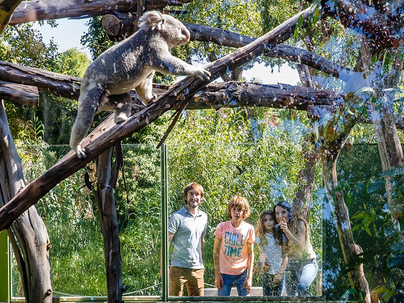 Familia mirando a koala en Zoo Aquarium Madrid