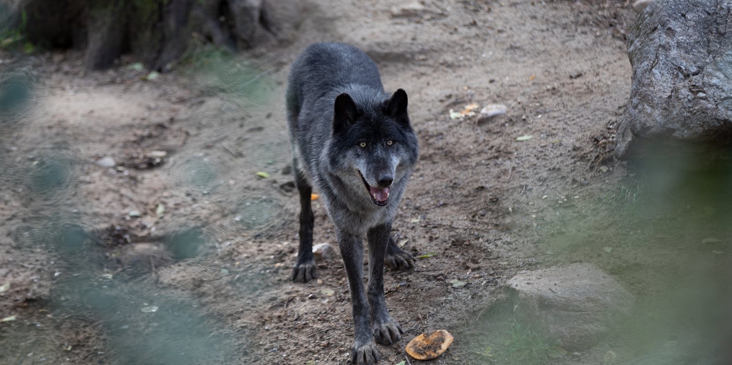Disfruta de Halloween en Zoo Aquarium de Madrid