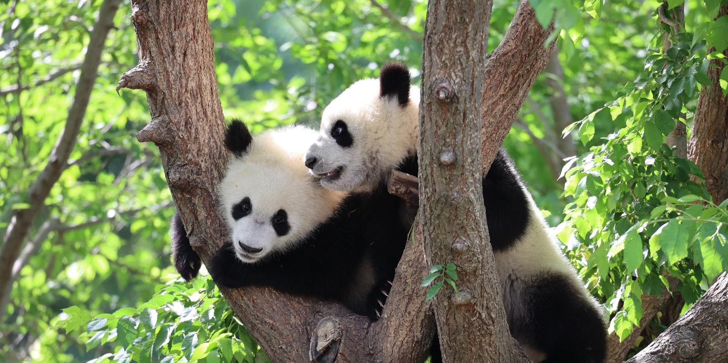 Ven a conocer a los gemelos panda de Zoo Aquarium de Madrid