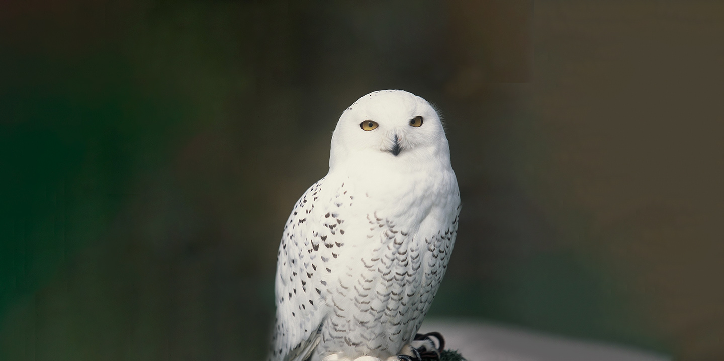 Vive un día muy misterioso en Zoo Aquarium de Madrid