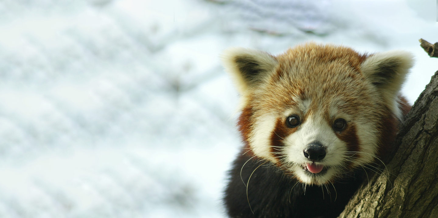 Disfruta de la Navidad en Zoo Aquarium de Madrid