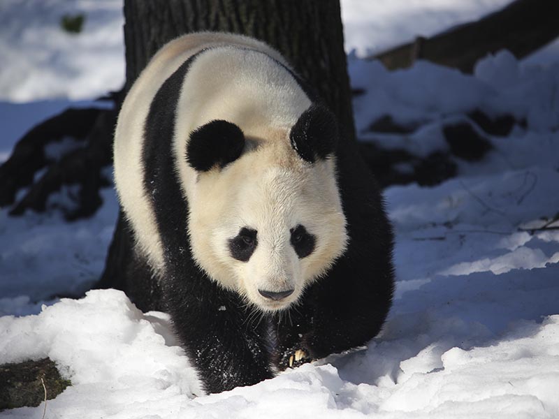 Navidad en Zoo Madrid