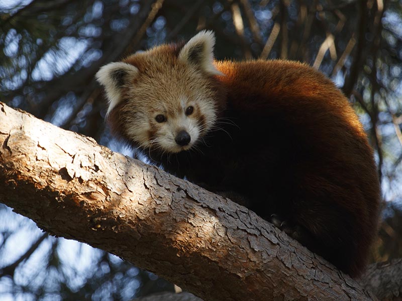 Navidad en Zoo Madrid