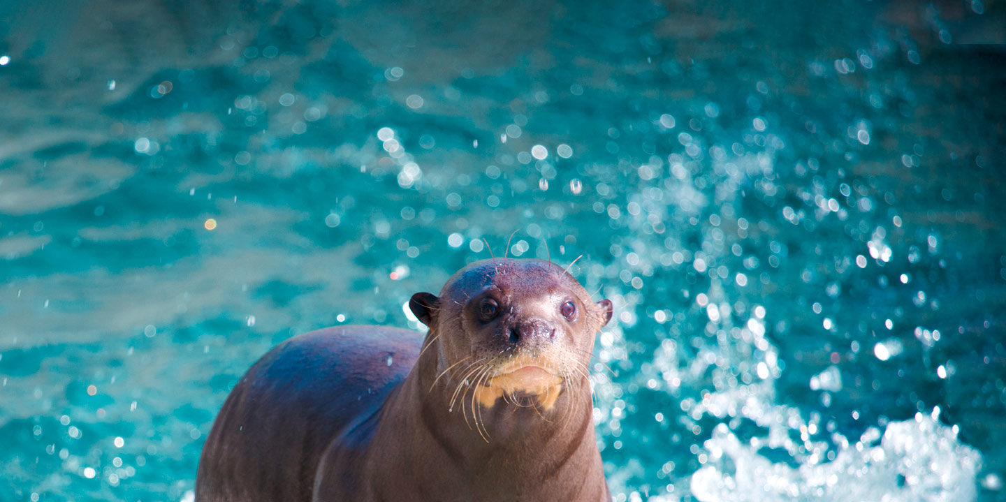 Ven a conocer a las nutrias gigantes de Zoo Aquarium de Madrid