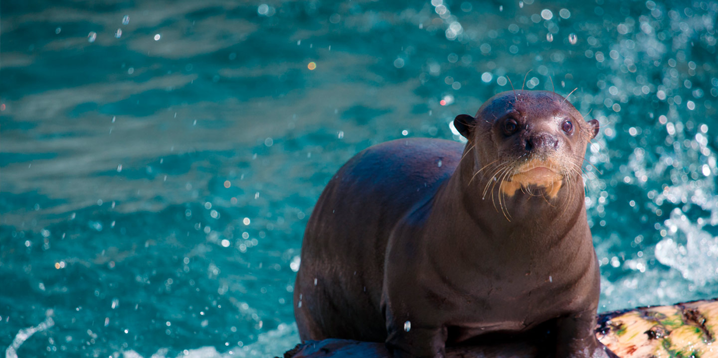 Ven a conocer a las nutrias gigantes de Zoo Aquarium de Madrid